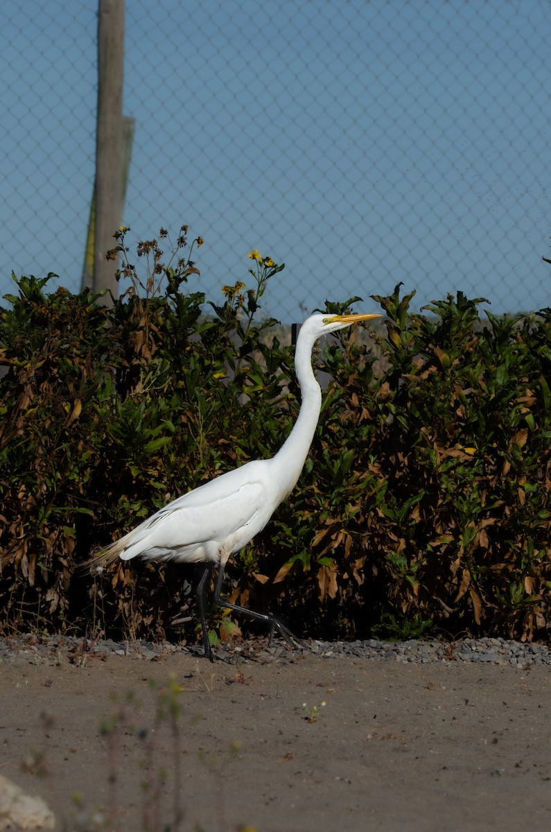 Great Egret - ML646189269