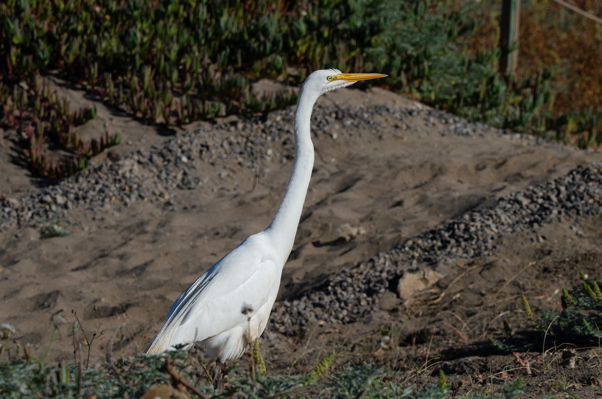 Большая белая цапля - ML646189270