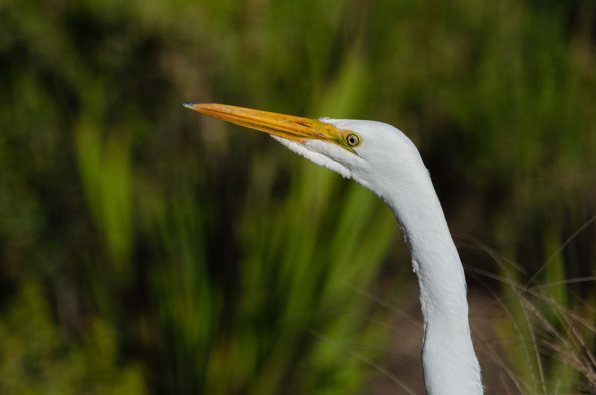 Большая белая цапля - ML646189271