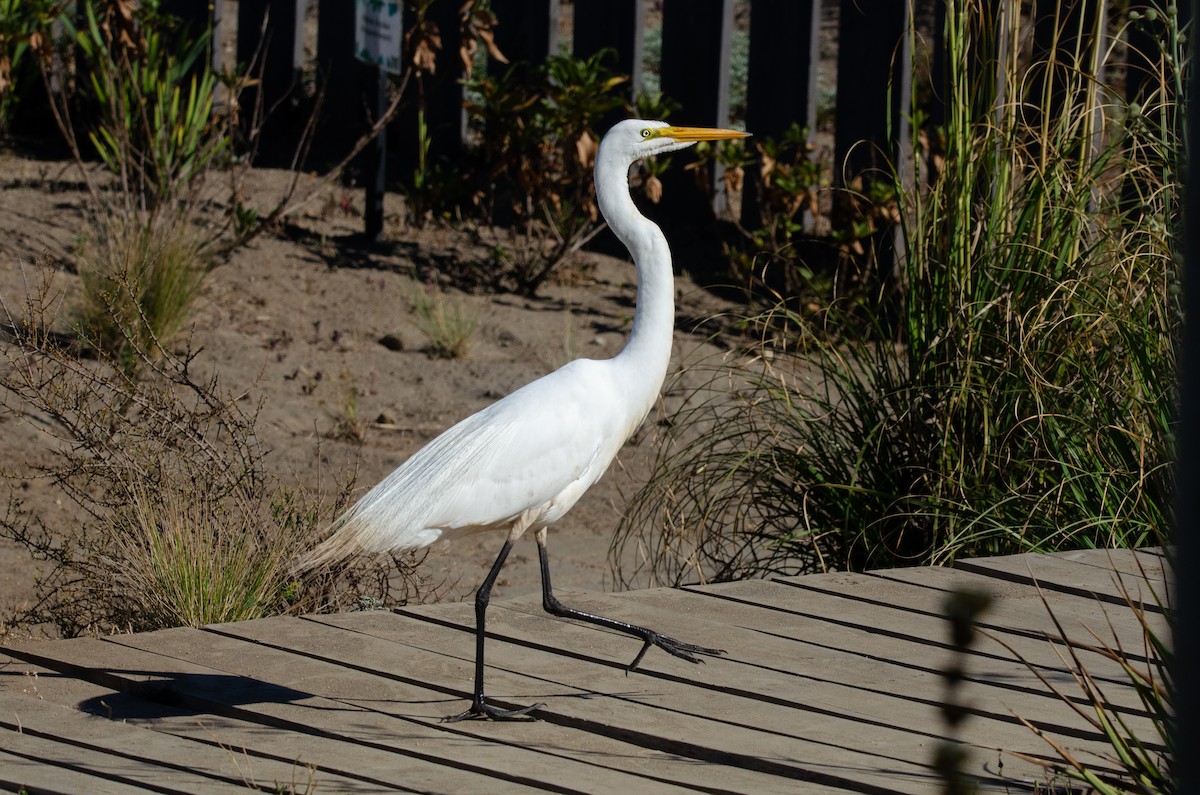 Большая белая цапля - ML646189272