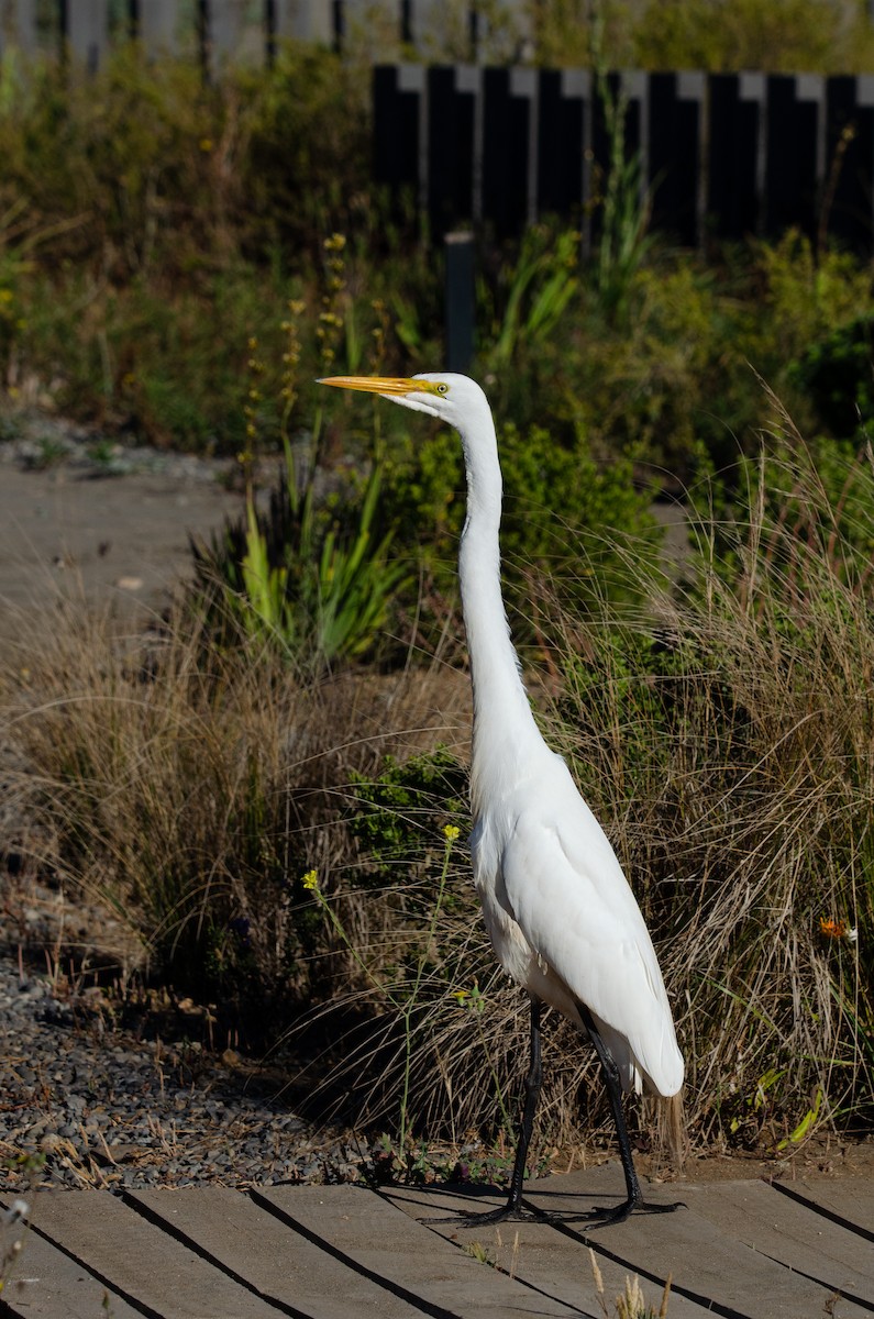 Большая белая цапля - ML646189273