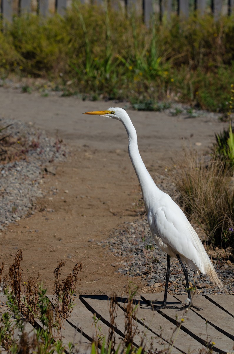 Большая белая цапля - ML646189274