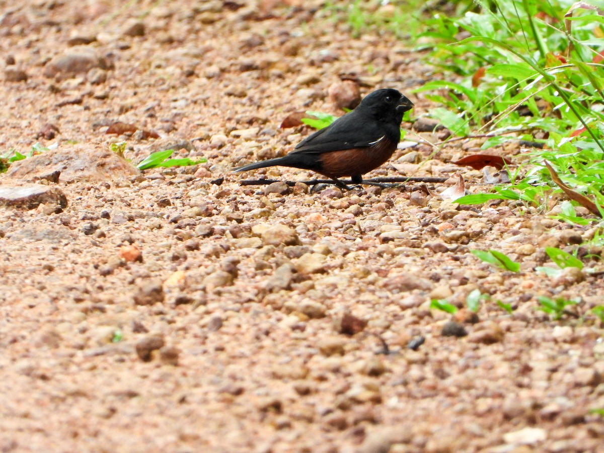 Каштаново-чёрный просяночник - ML646189275