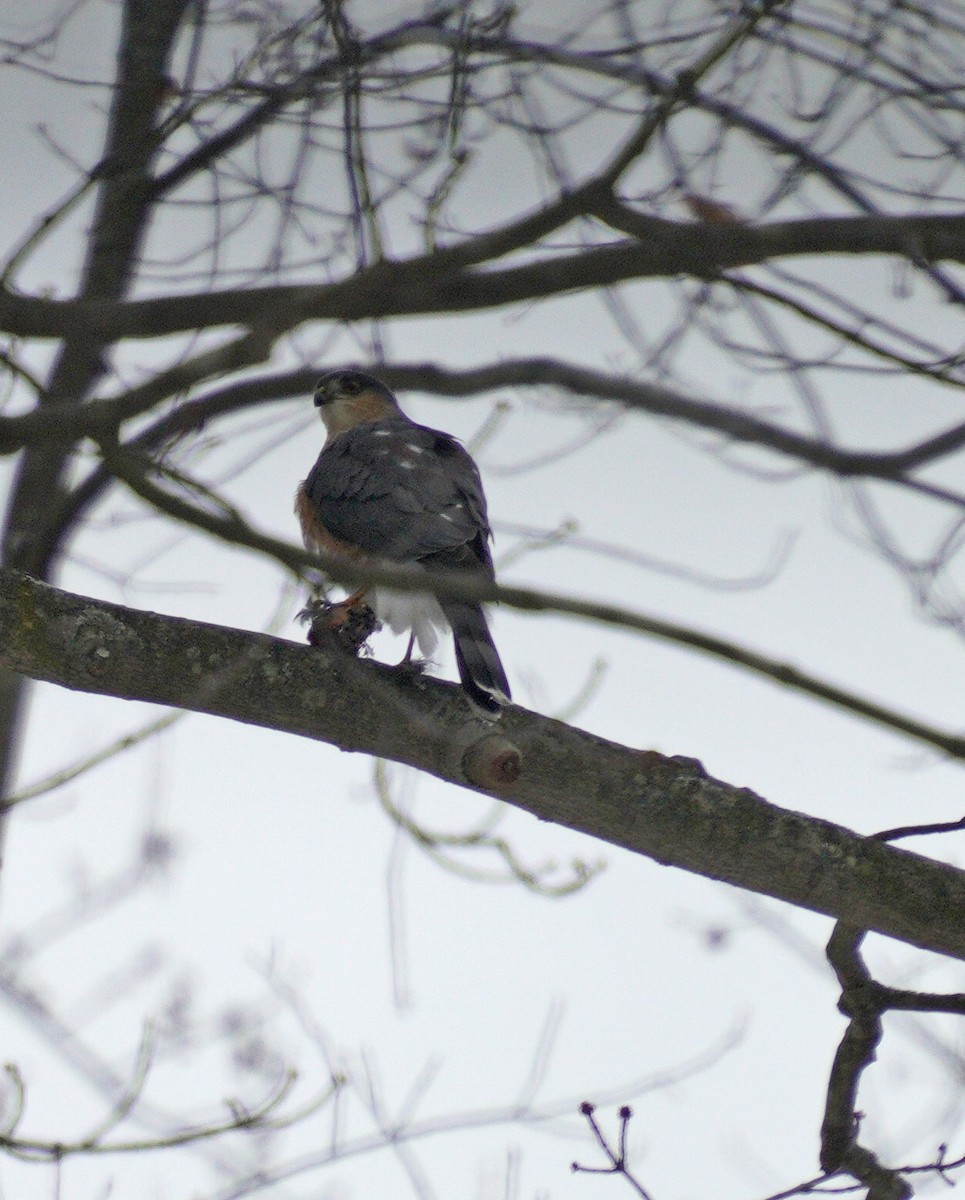 Sharp-shinned Hawk - ML646189276