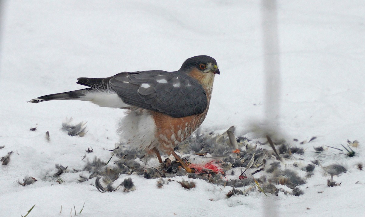Sharp-shinned Hawk - ML646189277