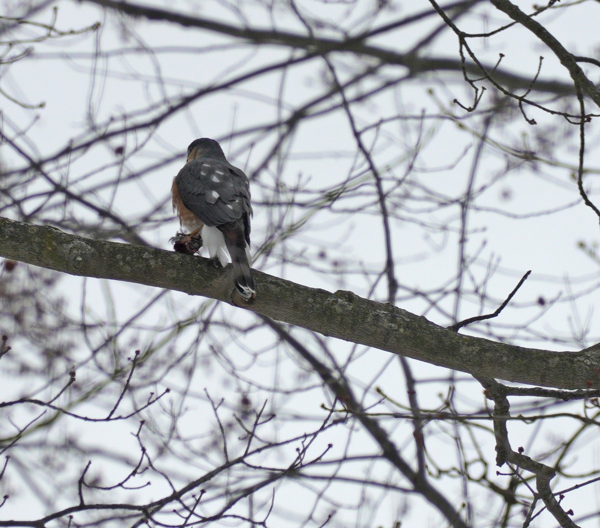 Sharp-shinned Hawk - ML646189278