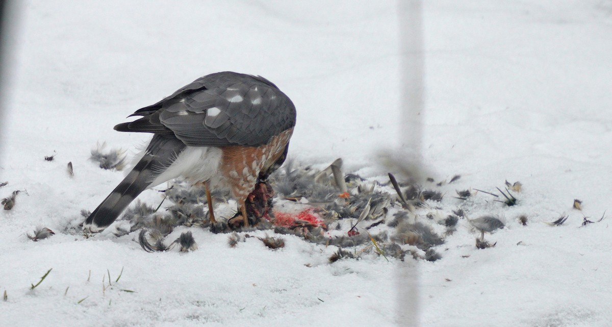 Sharp-shinned Hawk - ML646189279