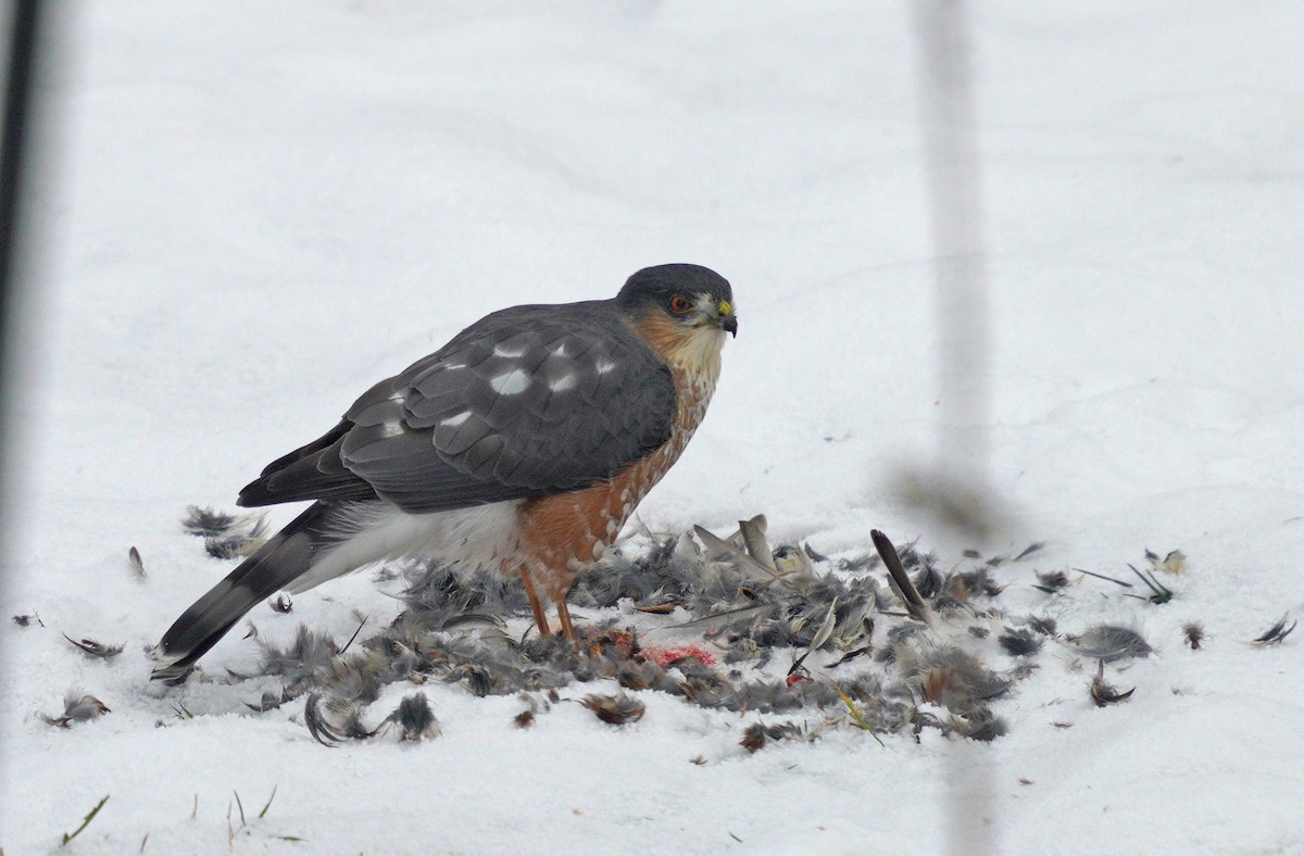 Sharp-shinned Hawk - ML646189280