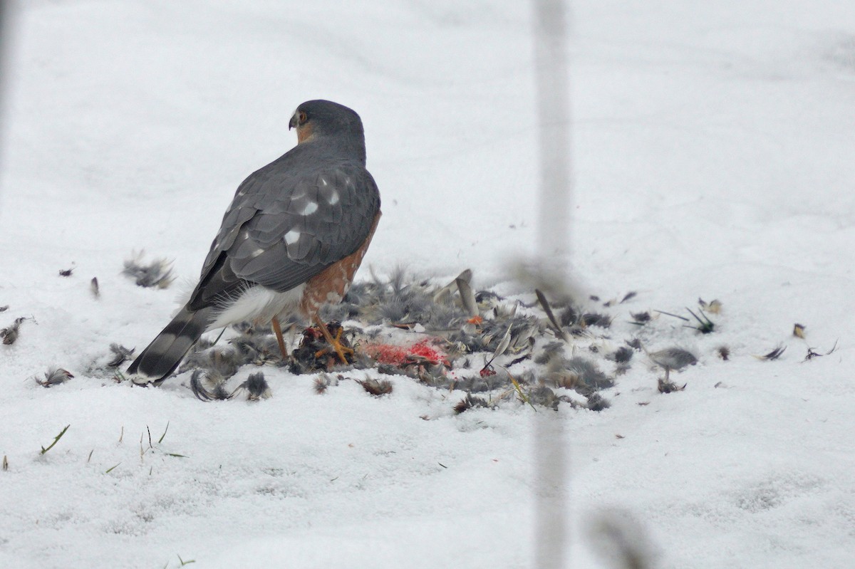 Sharp-shinned Hawk - ML646189281