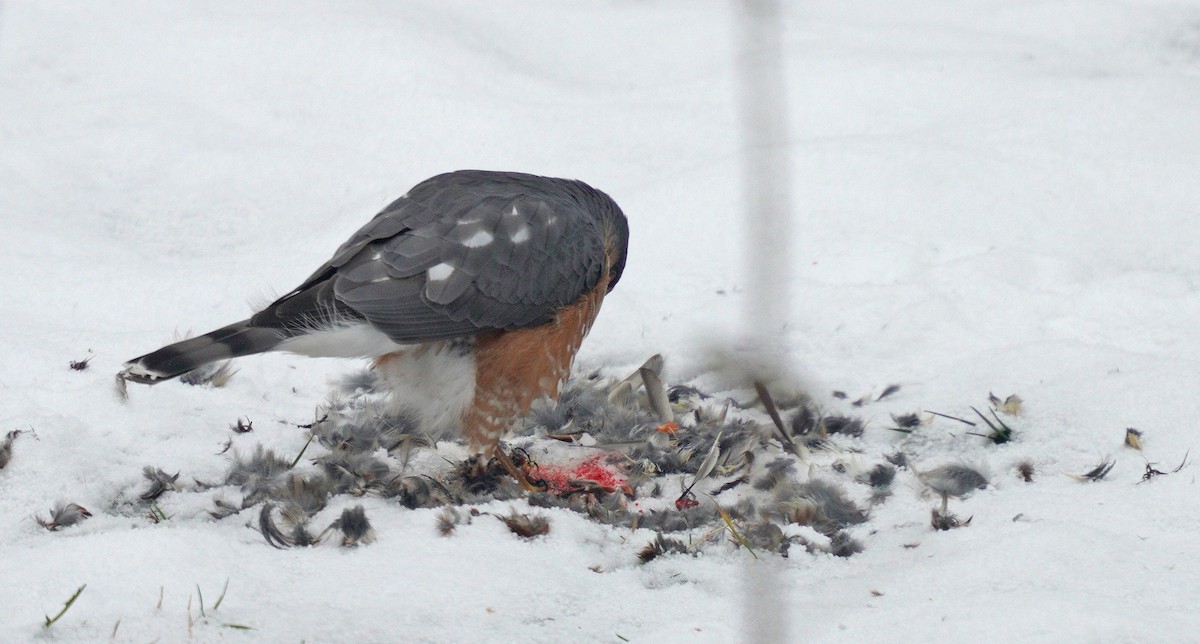 Sharp-shinned Hawk - ML646189282