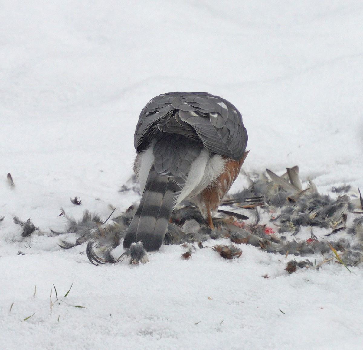 Sharp-shinned Hawk - ML646189283