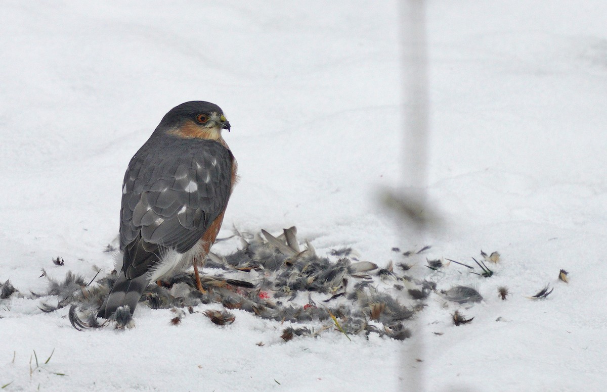 Sharp-shinned Hawk - ML646189284