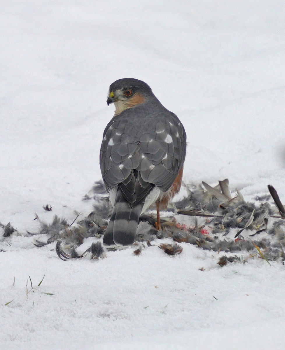 Sharp-shinned Hawk - ML646189285
