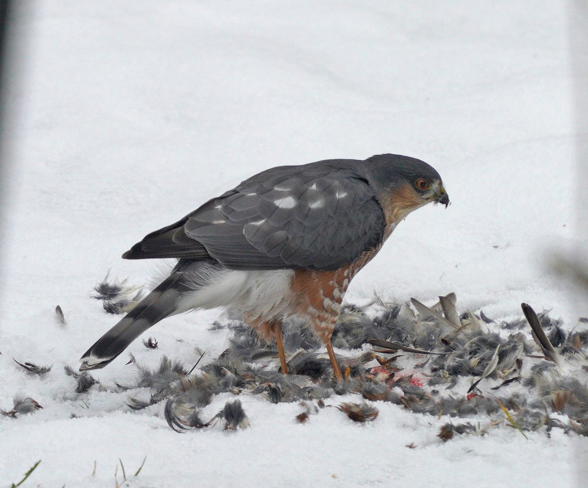 Sharp-shinned Hawk - ML646189286