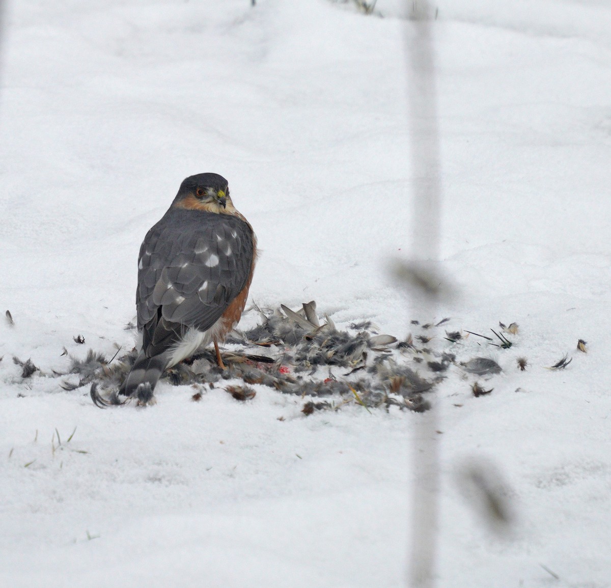 Sharp-shinned Hawk - ML646189287