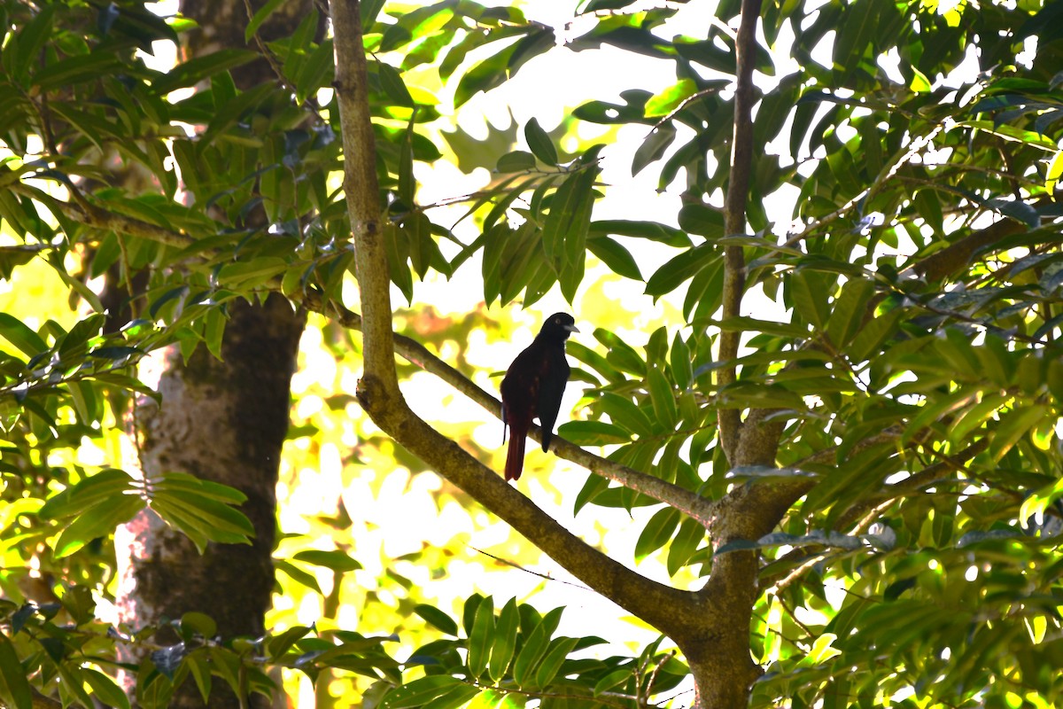 朱鸝 - ML646189288