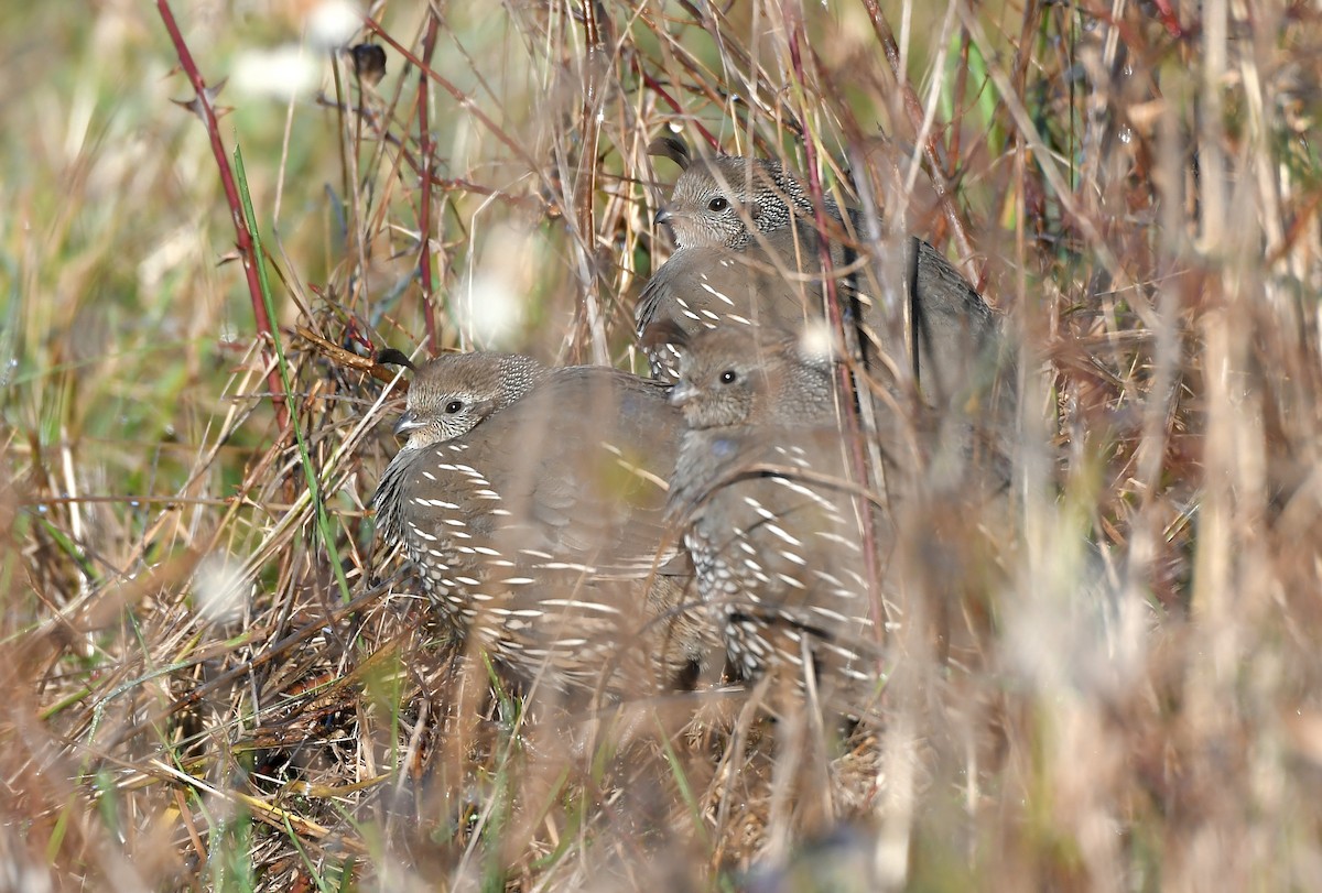 California Quail - ML646189289
