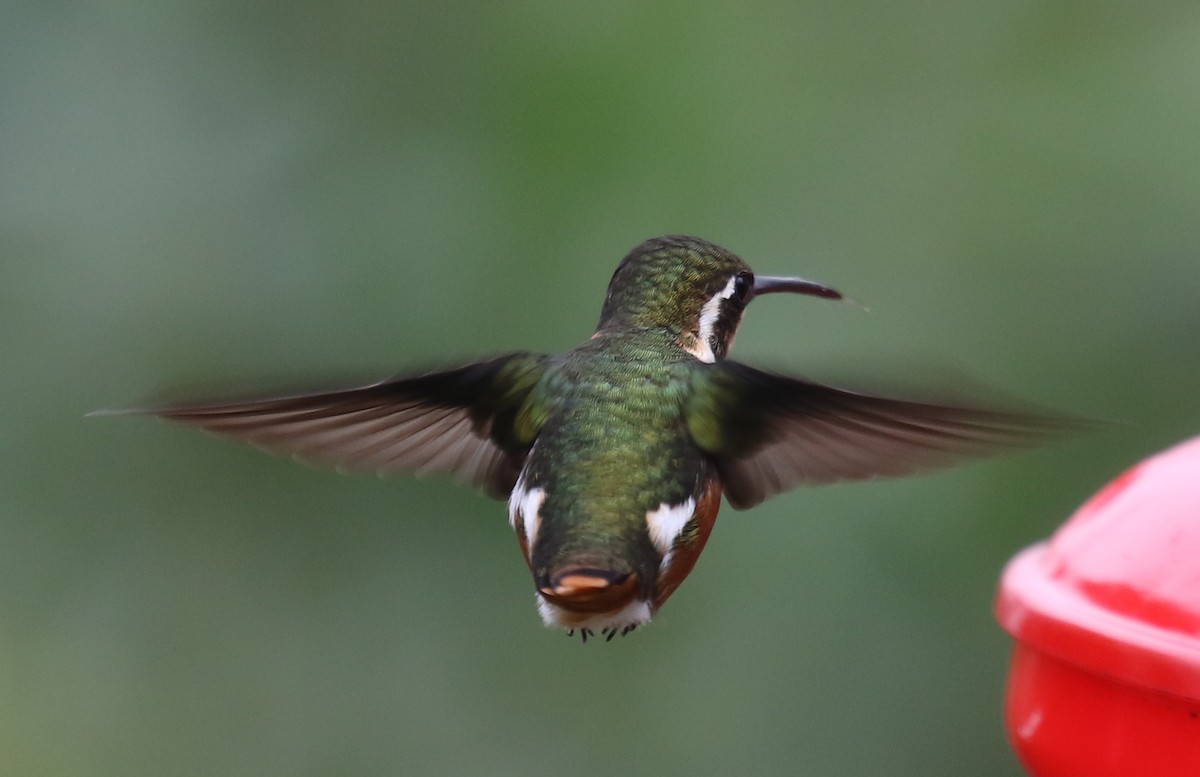 Острохвостый эльф - ML646189293