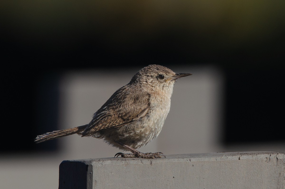 Southern House Wren - ML646189294