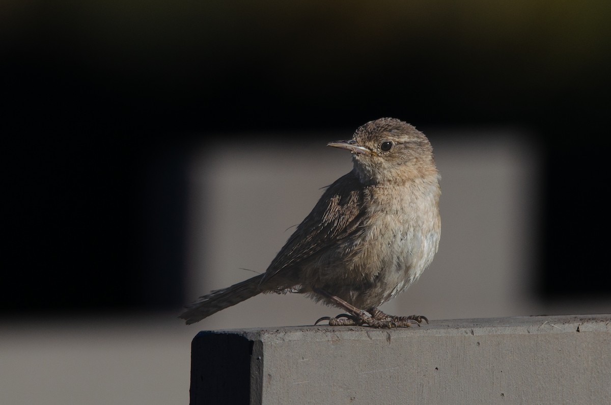 Southern House Wren - ML646189295