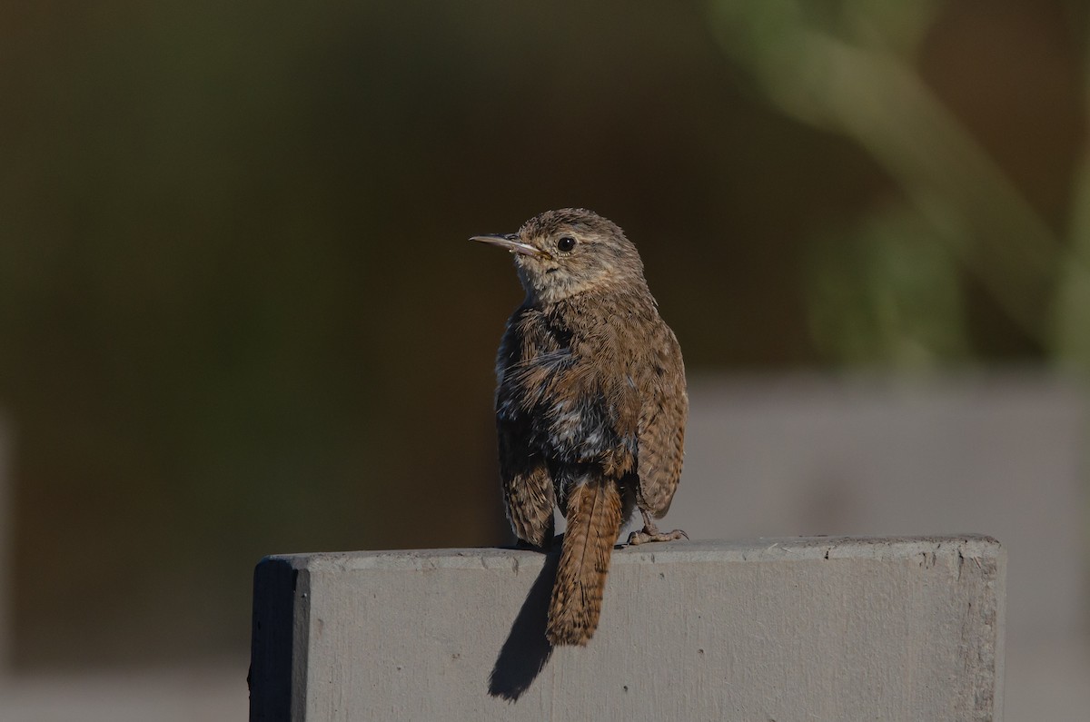 Southern House Wren - ML646189296
