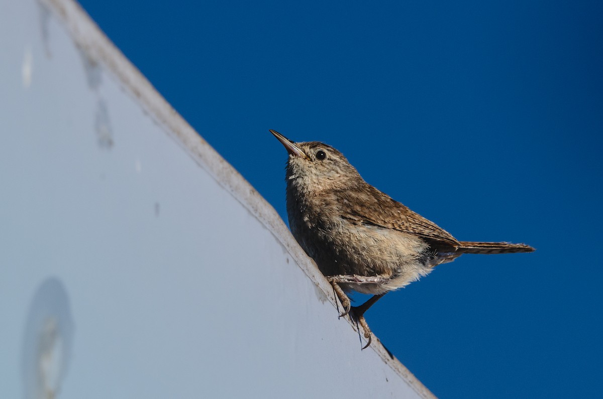 Southern House Wren - ML646189297