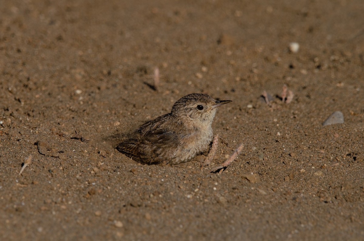 Southern House Wren - ML646189298