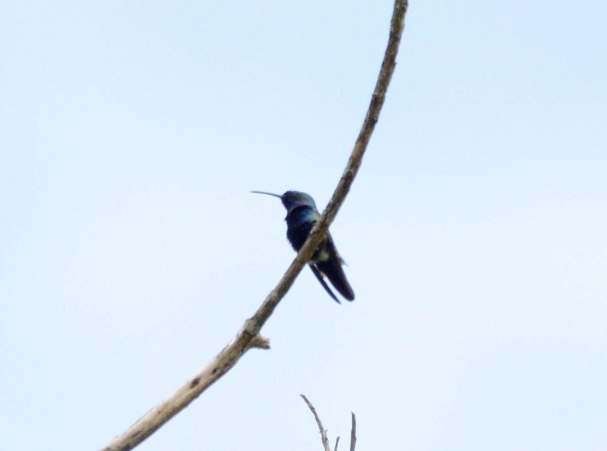 Черногорлый манго - ML646189299