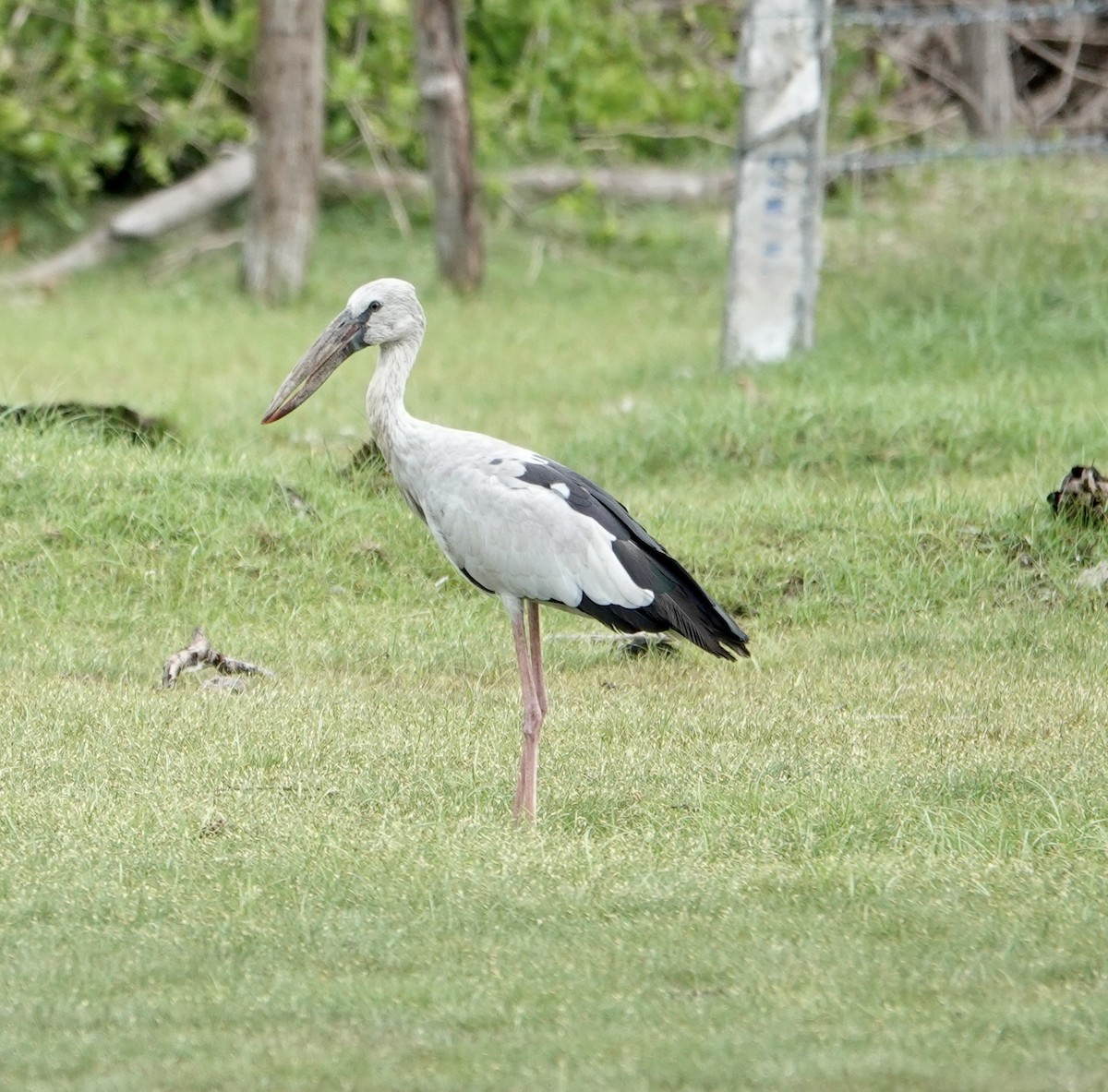 Индийский аист-разиня - ML646189300