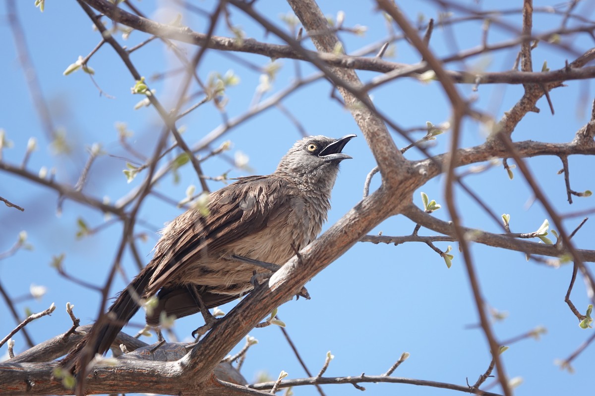 Black-faced Babbler - ML646189301