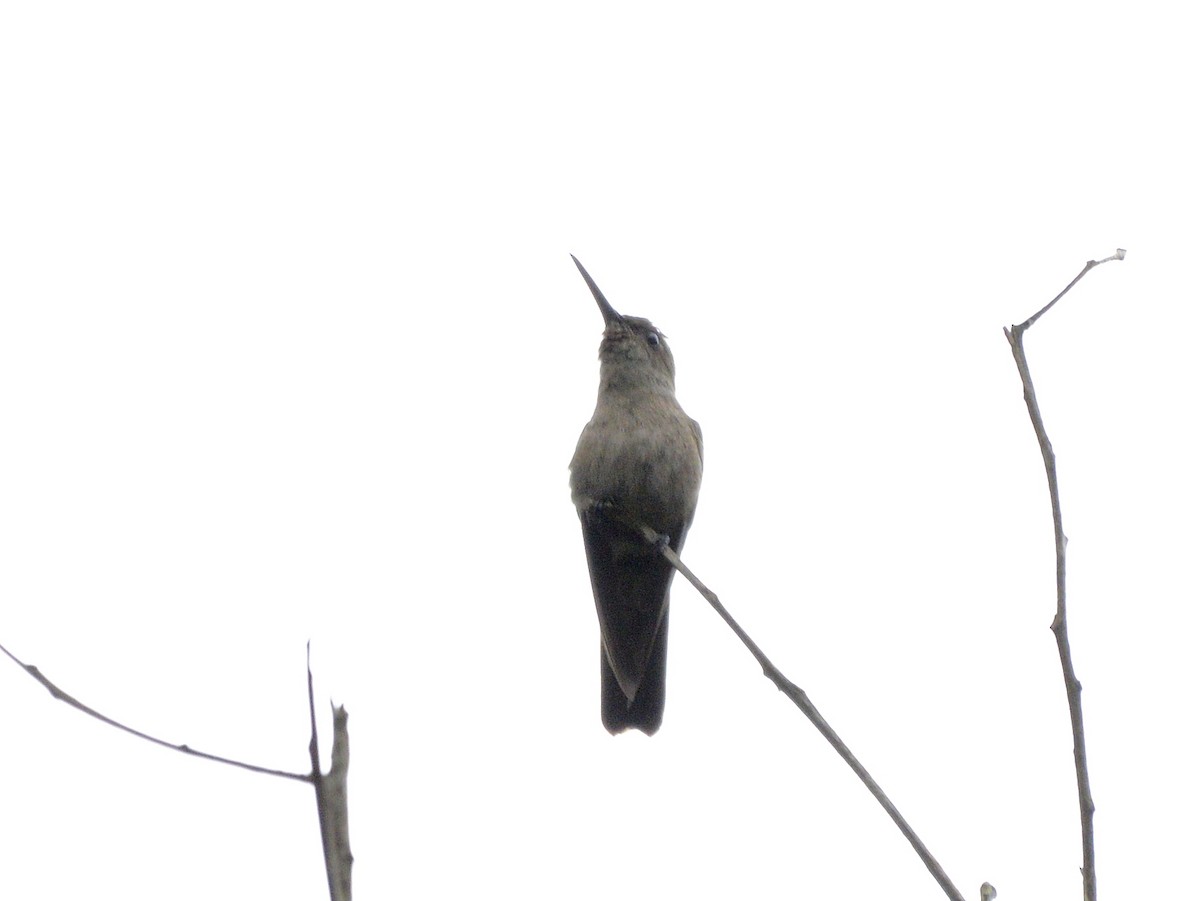 Бронзовый саблекрыл - ML646189303