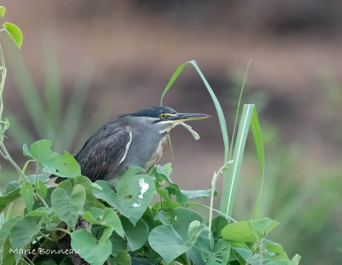 Little Heron - ML646189305