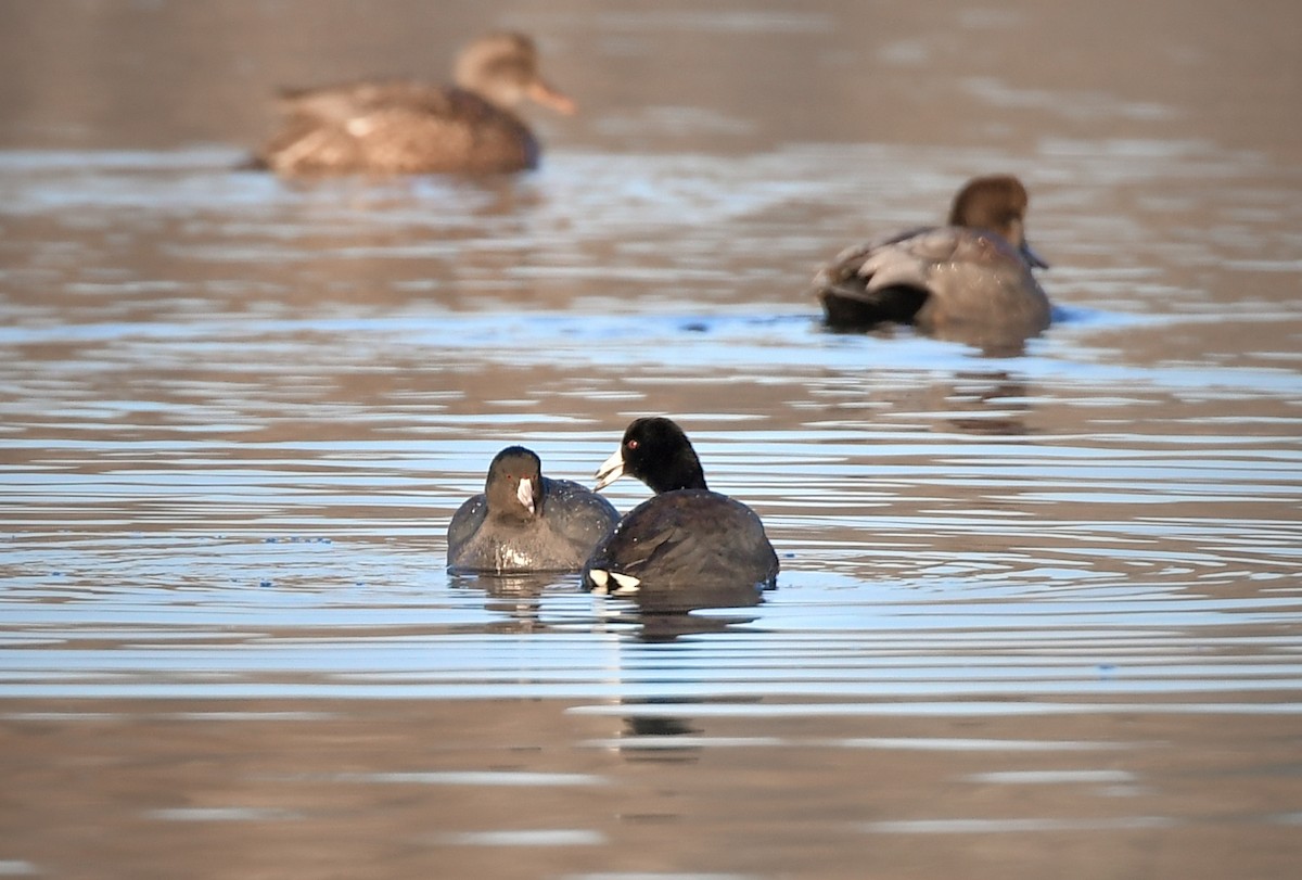Американская лысуха - ML646189306