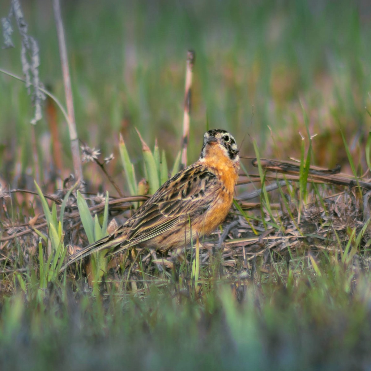 Расписной подорожник - ML646189307