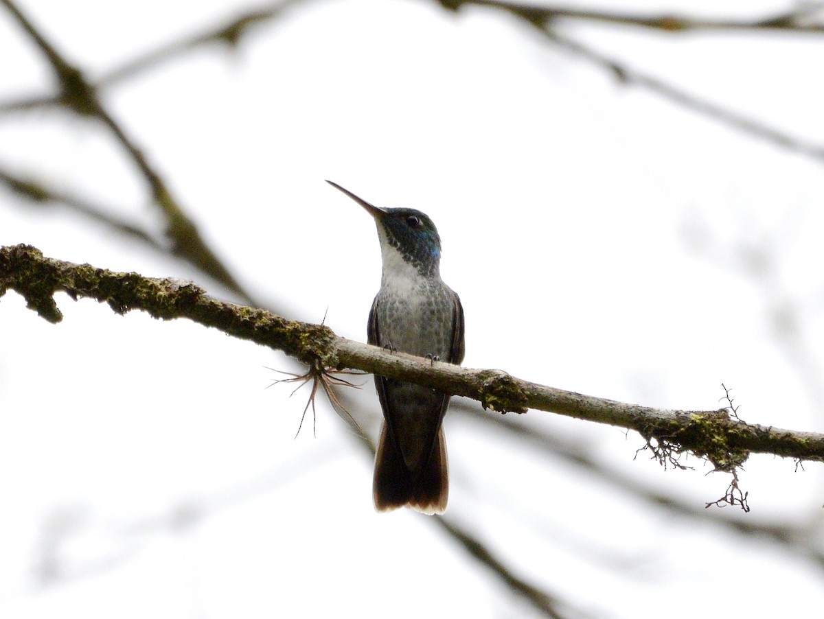 Блестящая амазилия [группа versicolor] - ML646189308