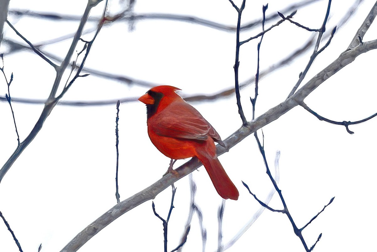 Красный кардинал - ML646189309