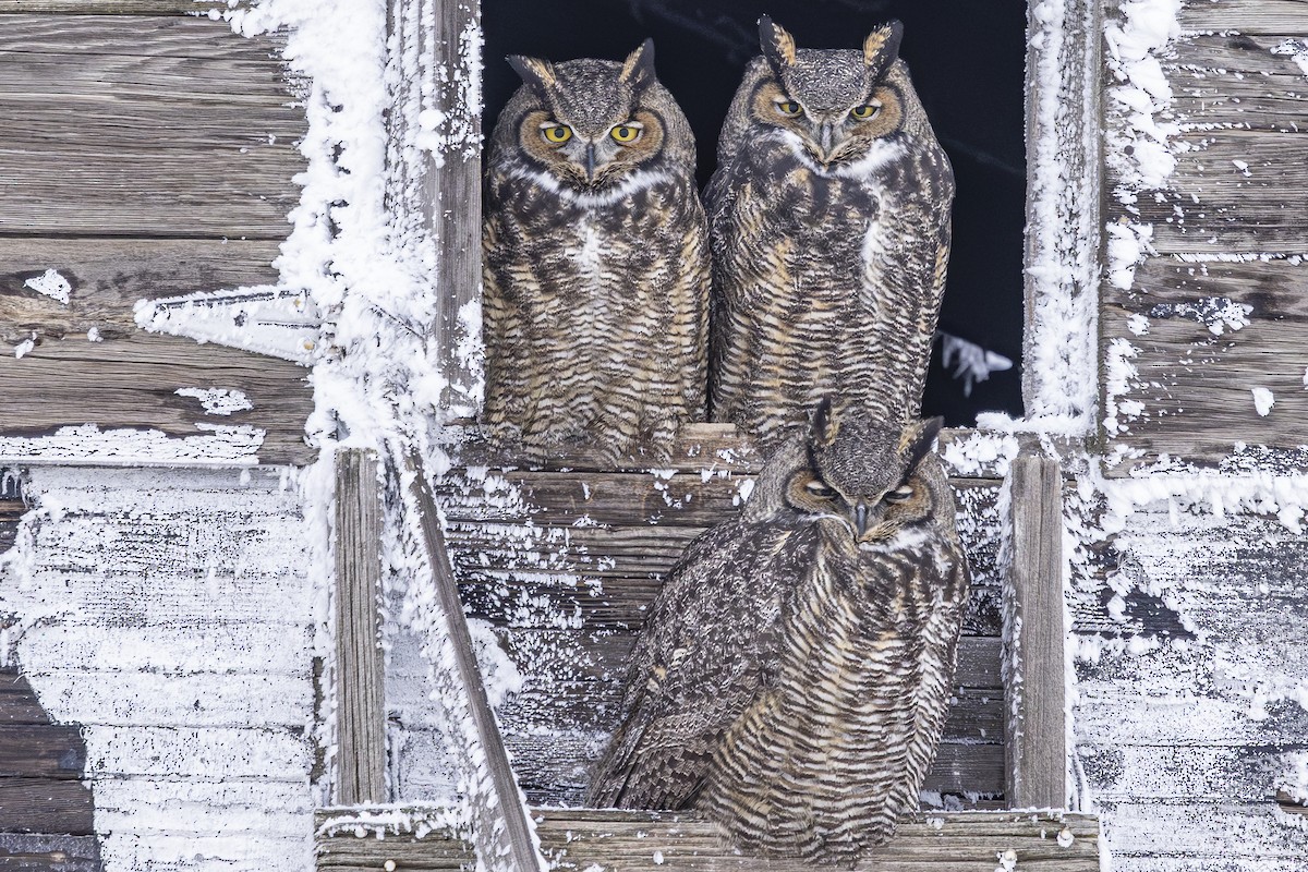 Виргинский филин - ML646189310