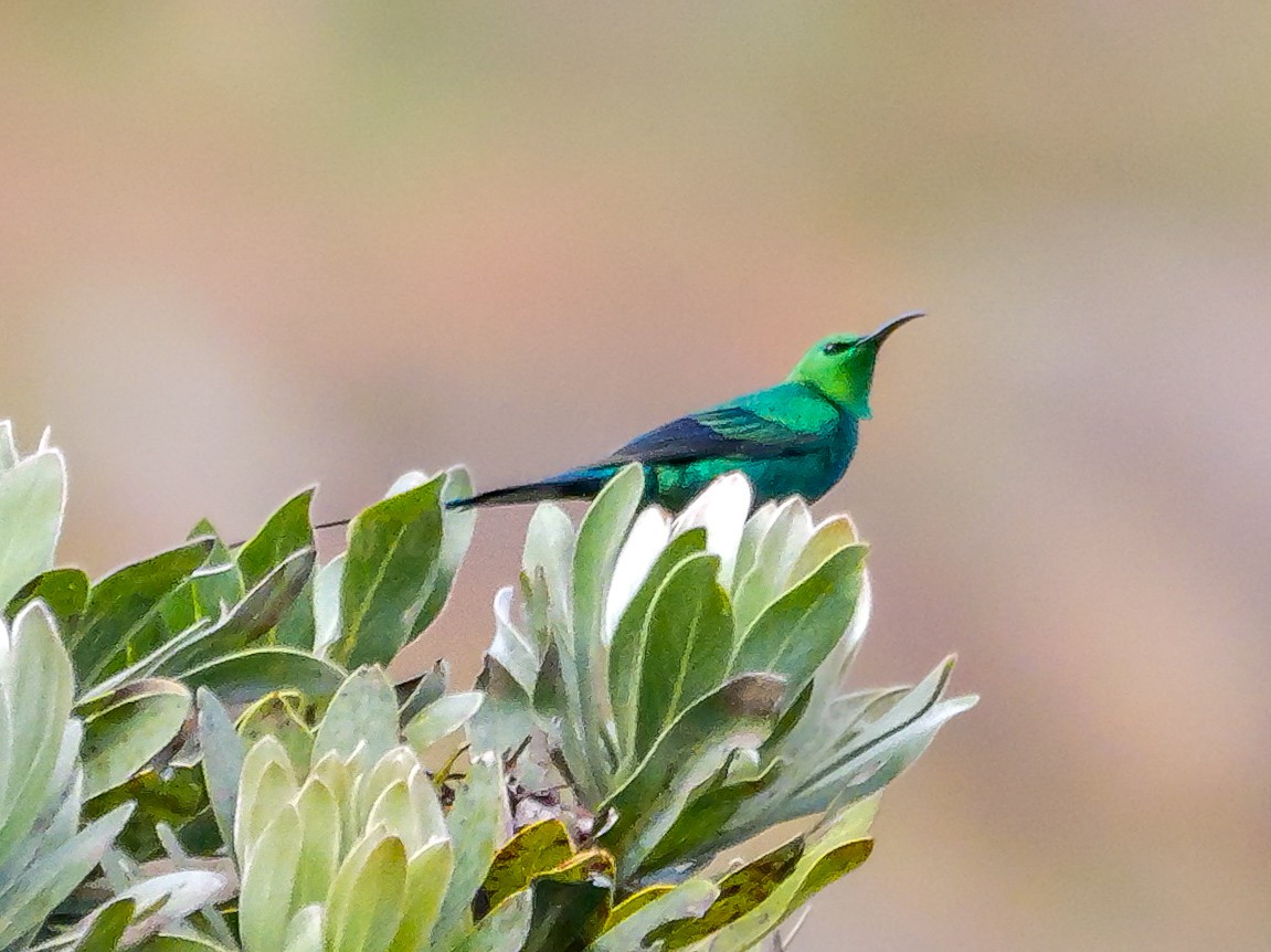Малахитовая нектарница - ML646189311