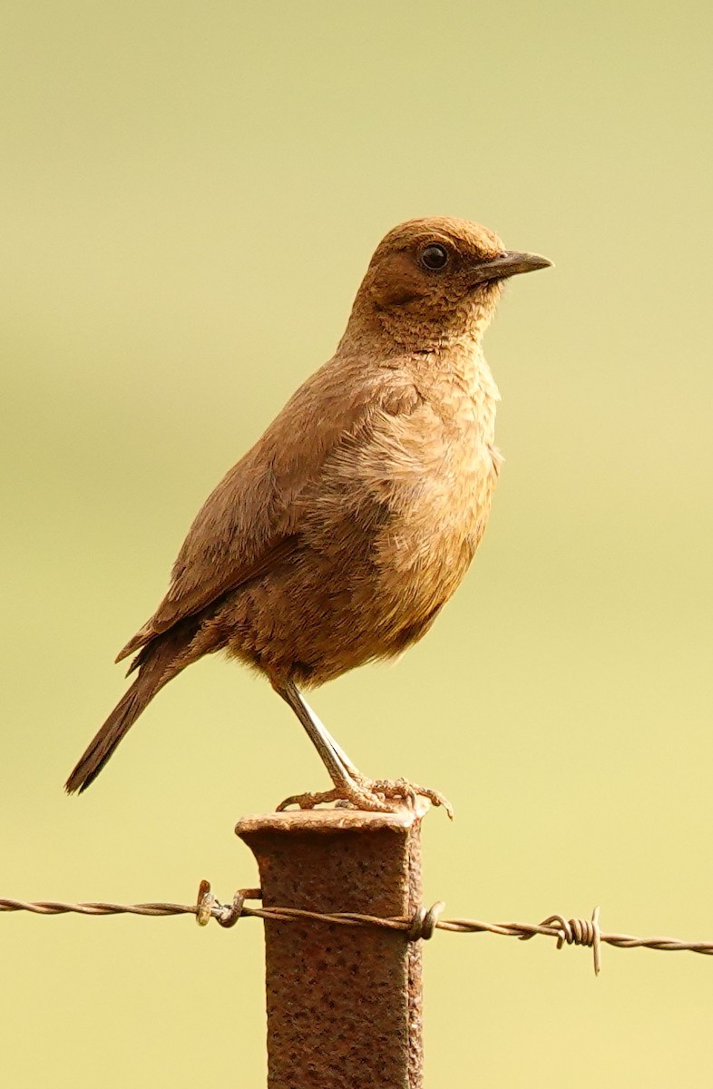 Южная термитница - ML646189312