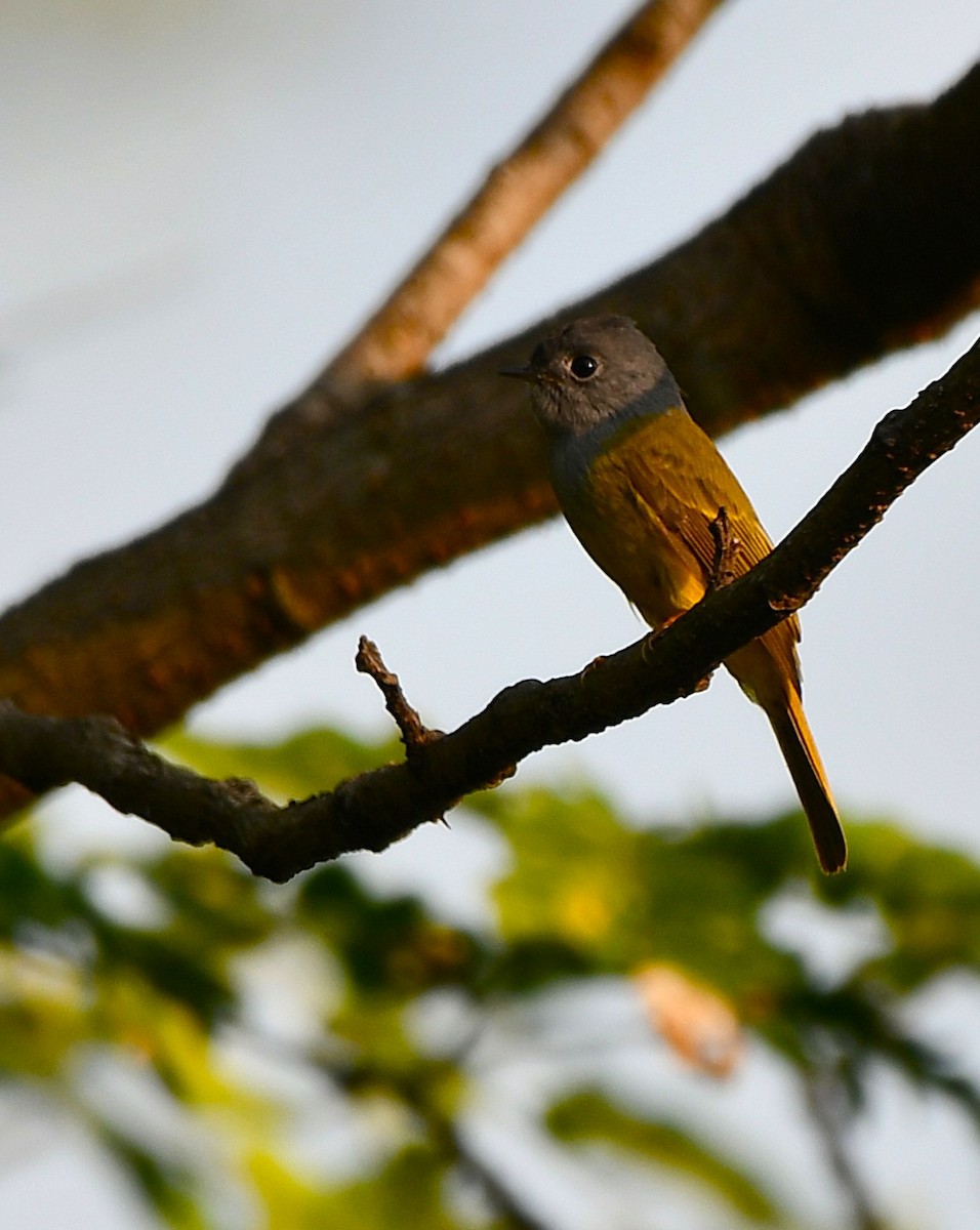 Сероголовая комароловка - ML646189313