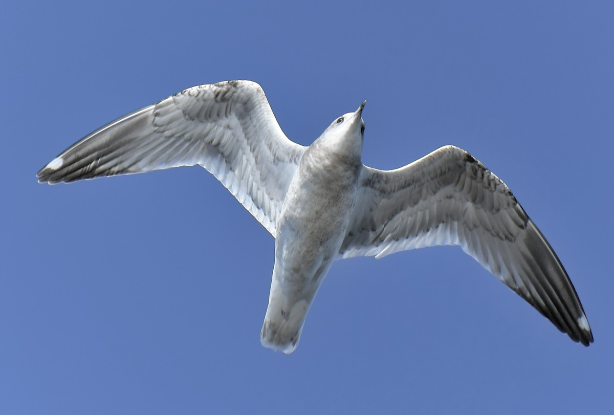 Short-billed Gull - ML646189314