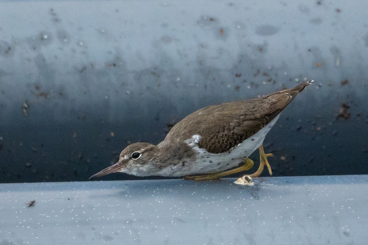 Пятнистый перевозчик - ML646189315