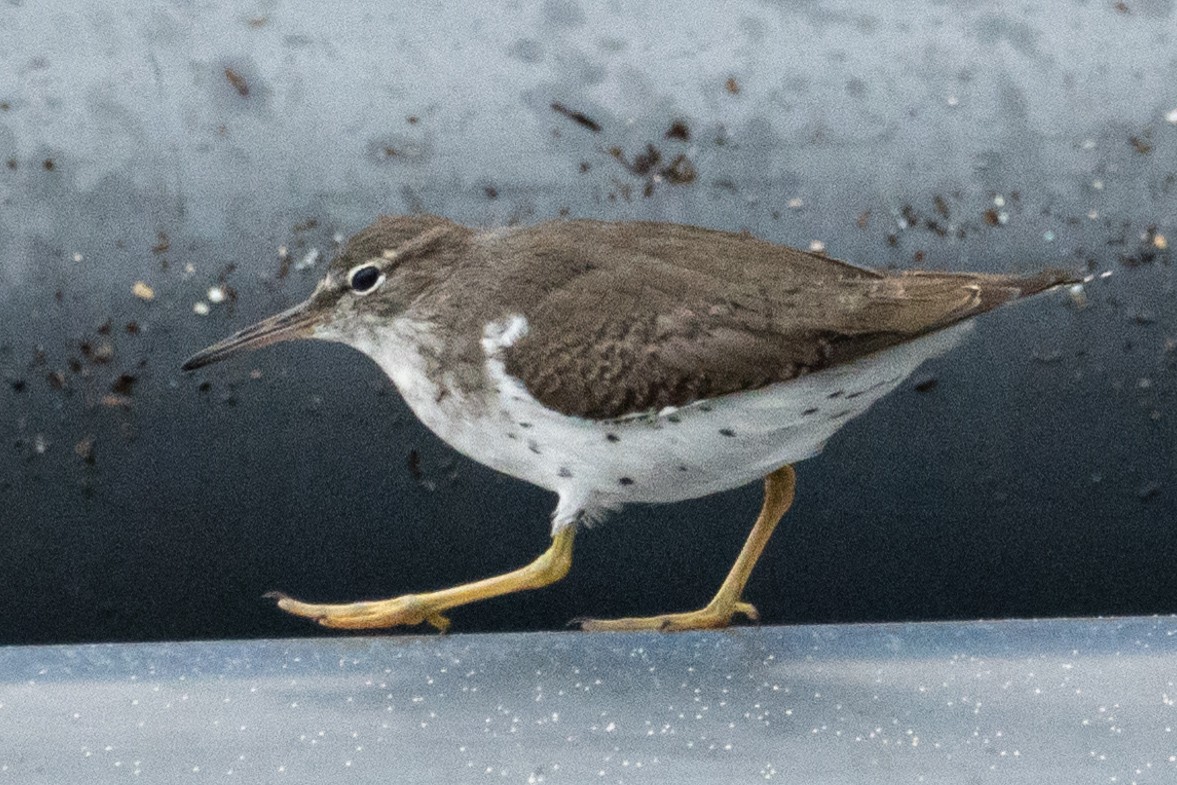 Пятнистый перевозчик - ML646189316