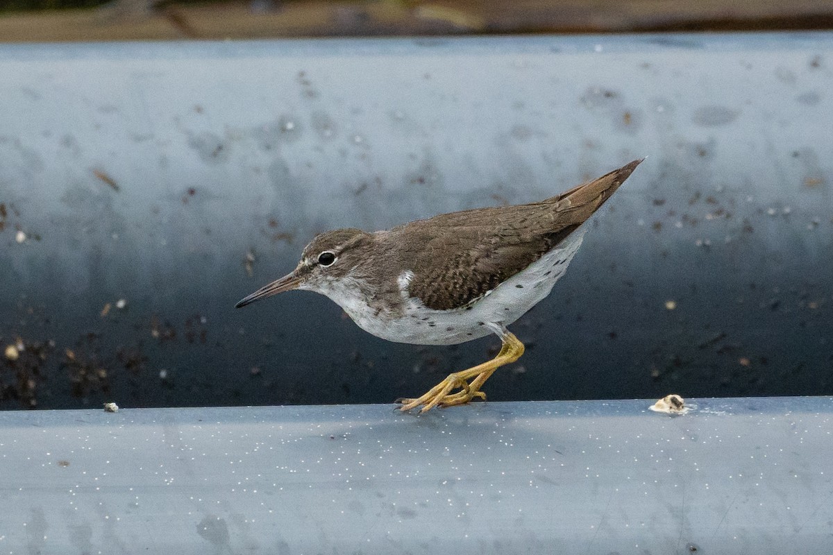 Пятнистый перевозчик - ML646189317