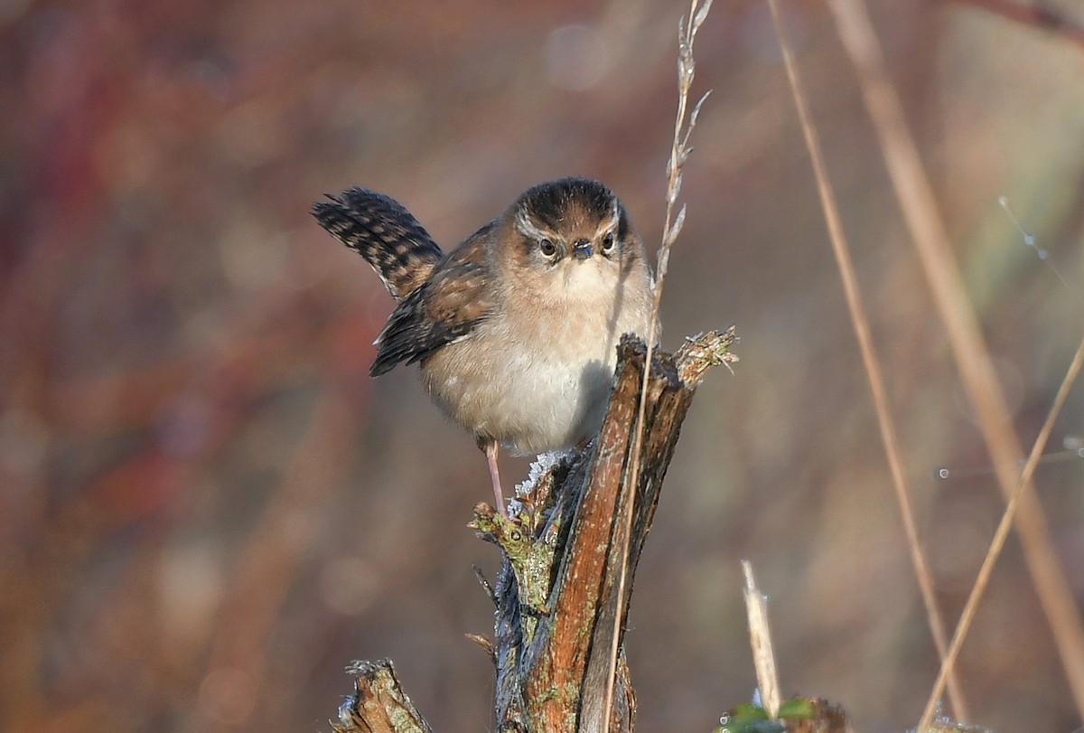 Болотный крапивник - ML646189339