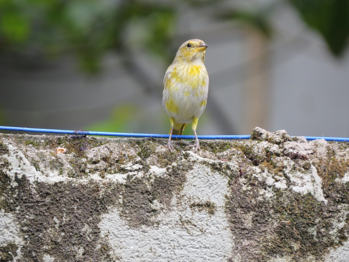 橙黃雀鵐 - ML646189341