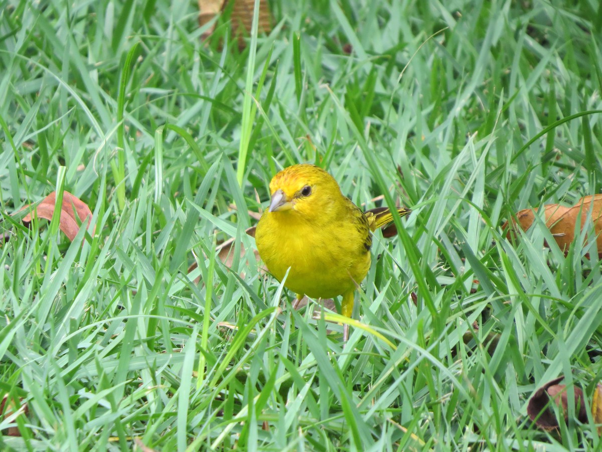 橙黃雀鵐 - ML646189342