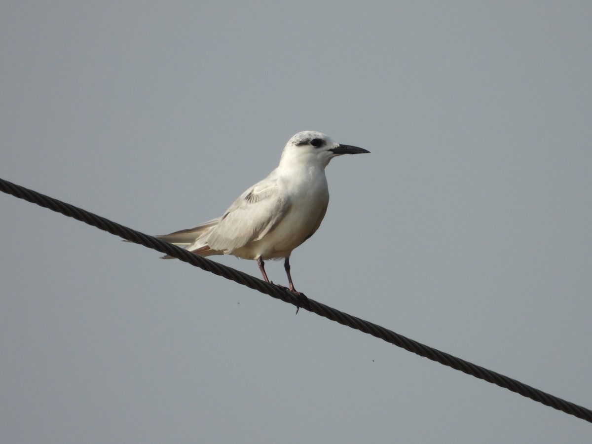 Цагаан шанаат хараалай - ML646189345