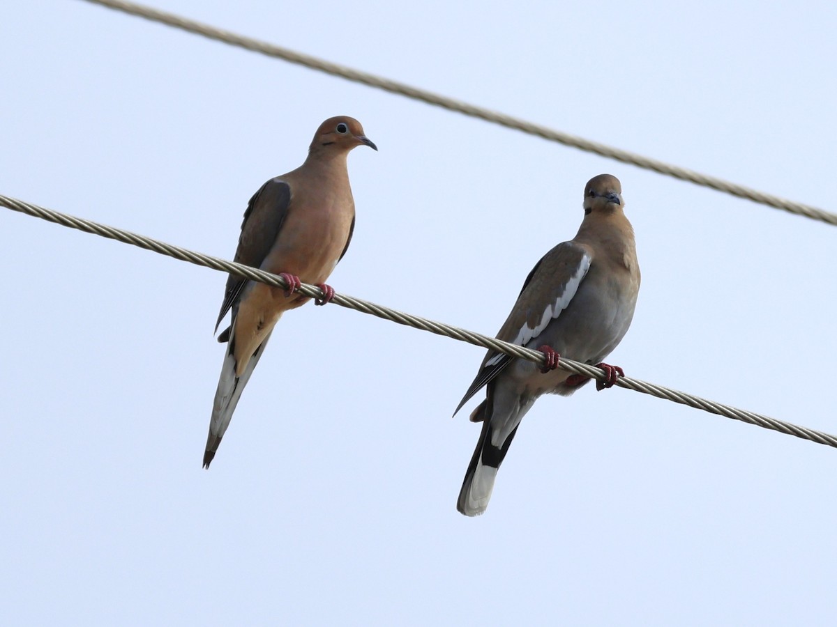 White-winged Dove - ML646189346