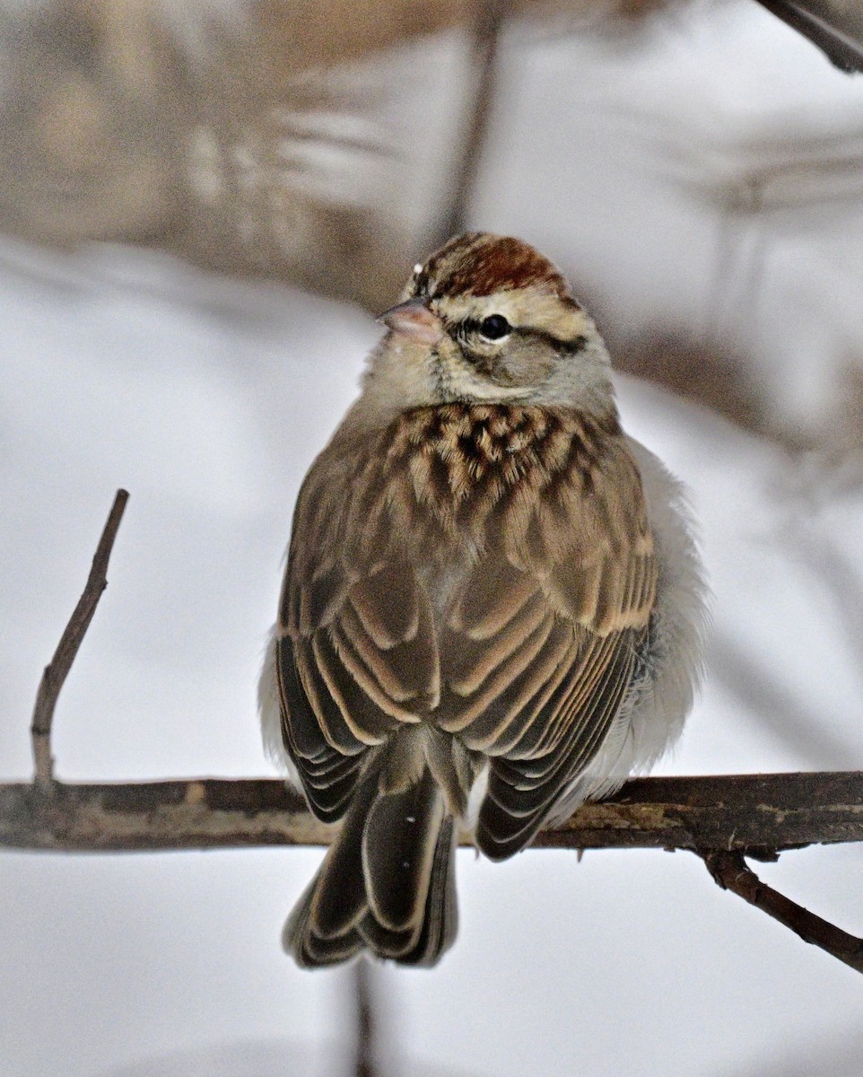 Chipping Sparrow - ML646189347